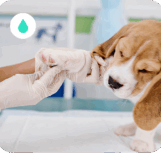 Animali-Home-Ucleany Animali-Home-Ucleany