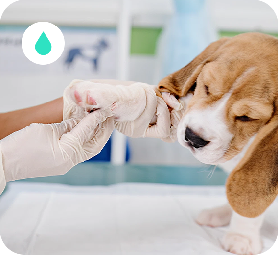 Animali-Home-Ucleany Animali-Home-Ucleany